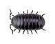 KAIYODO Sofubi Toy Box 012A Wood Louse (Armadillidium Vulgare) Soft Vinyl Figure gallery thumbnail