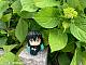 MegaHouse LookUp Kimetsu no Yaiba Tokito Muichiro PVC Figure gallery thumbnail