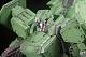 PLUM PMOA Assault Suits Valken ASS-117A Valken Booster Unit Mounted-type [Renewal Ver.] 1/35 Plastic Kit gallery thumbnail