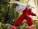 FuRyu Inuyasha TENITOL Inuyasha Plastic Figure gallery thumbnail