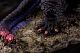 GOOD SMILE COMPANY (GSC) Shin Japan Heroes Universe Godzilla Soft Vinyl Polyurethane Figure gallery thumbnail