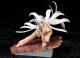 ALTER Bakemonogatari Black Hanekawa 1/7 PVC Figure gallery thumbnail