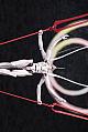 KOTOBUKIYA Rebuild of Evangelion: Q EVA-13 Giji Shinka Dai-san+ Keitai (Suitei) 1/400 Plastic Kit gallery thumbnail