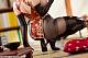 DIGIGIRL Tatsu China Dress Sugata no Ane no Tomodachi Illustrated by Kase Daiki 1/6 Plastic Figure gallery thumbnail